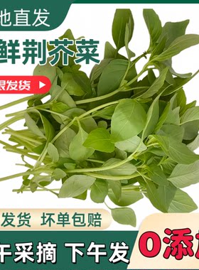 河南新鲜荆芥菜头不带根包邮大叶荆芥茎芥菜调味冰鲜