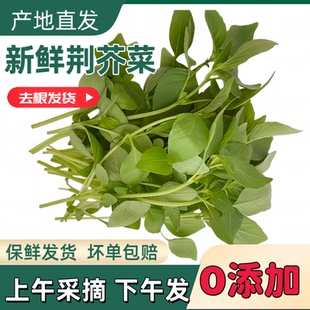 河南新鲜荆芥菜头不带根包邮大叶荆芥茎芥菜调味冰鲜