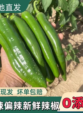 【特辣青椒】正宗农家自种现摘牛角椒新鲜大青辣椒尖椒产地直发