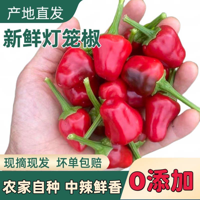 灯笼辣椒现摘新鲜子弹头辣椒四川贵州灯笼椒泡椒剁椒专用珠子椒