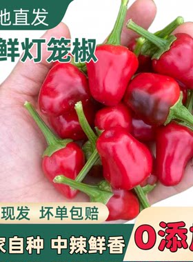 灯笼辣椒现摘新鲜子弹头辣椒四川贵州灯笼椒泡椒剁椒专用珠子椒
