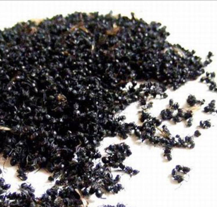 东北长白山野生黑蚂蚁干500g拟黑多刺蚁泡酒料大山蚂蚁粉红磨制|ruв категории традиционные питательный пища, гомологический продовольствия, медикаментов и продовольствия, муравей - от Buy2taobao.com для оказания профессиональной услуги покупки агента Taobao