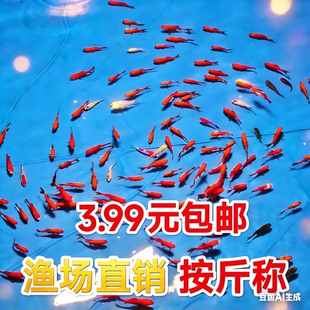 按斤称草金鱼活体小红草小金鱼观赏鱼冷水鱼锦鲤鱼红龙活体饲料鱼