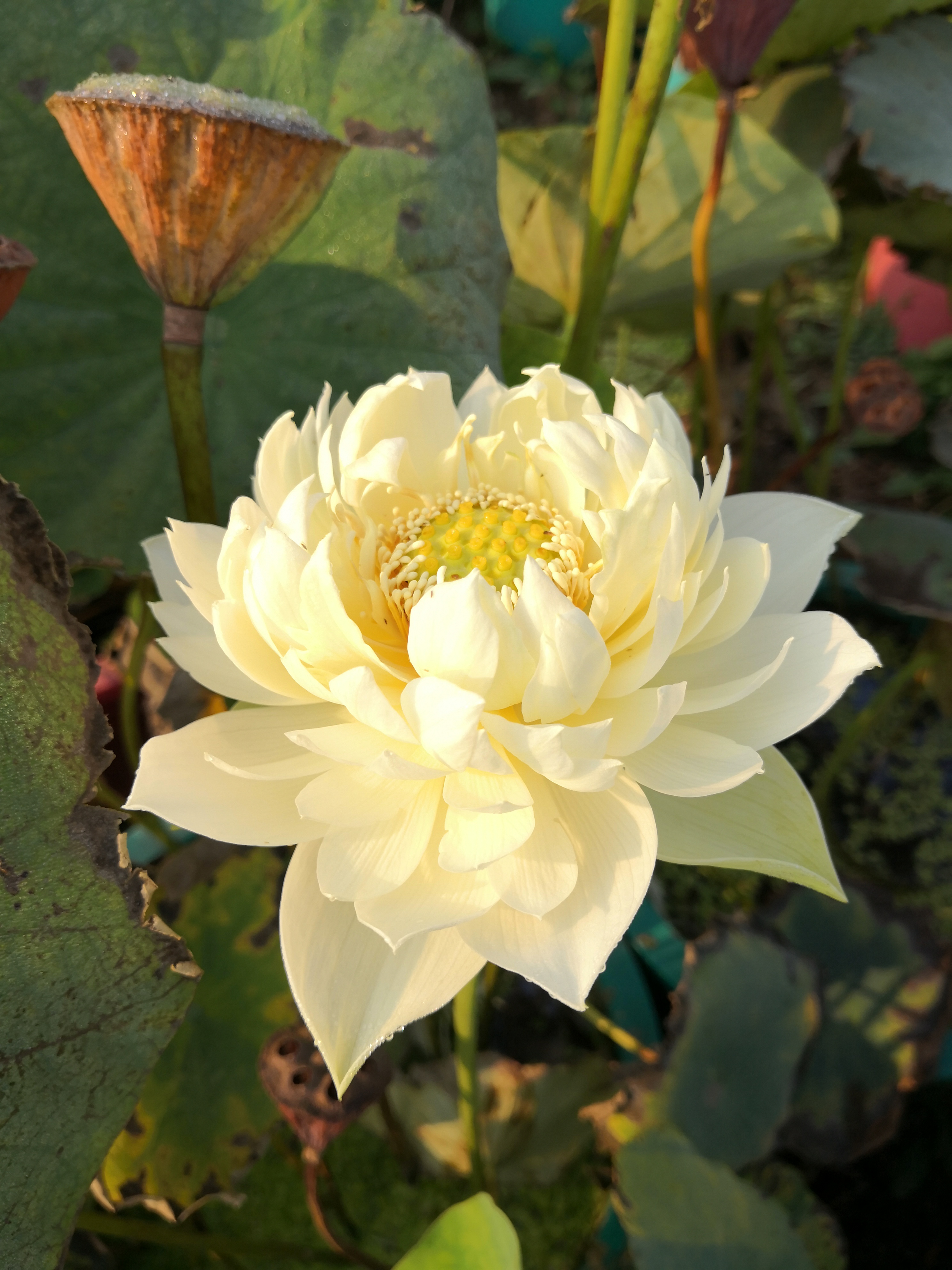 【金色童年】种藕潍坊荷苑中型碗莲品种盆栽荷花水生花卉水景绿化