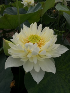 【嫦娥奔月】种藕潍坊荷苑大型荷花品种盆栽荷花水生花卉水景绿化