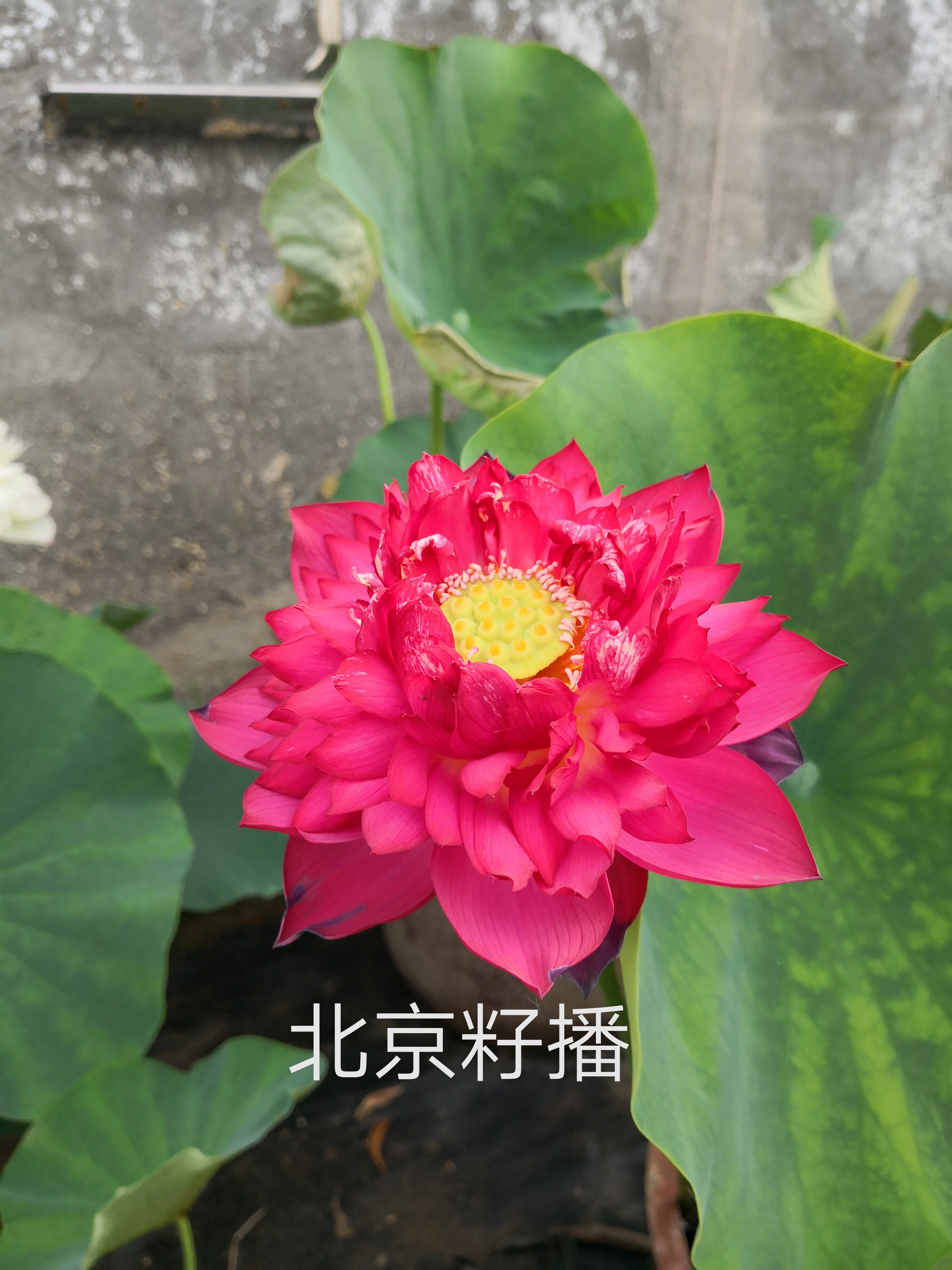 【北京2019】种藕潍坊荷苑大型荷花品种盆栽荷花水生花卉水景绿化
