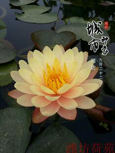 【乌纹】潍坊荷苑大型耐寒睡莲盆栽荷花水生花卉水景绿化