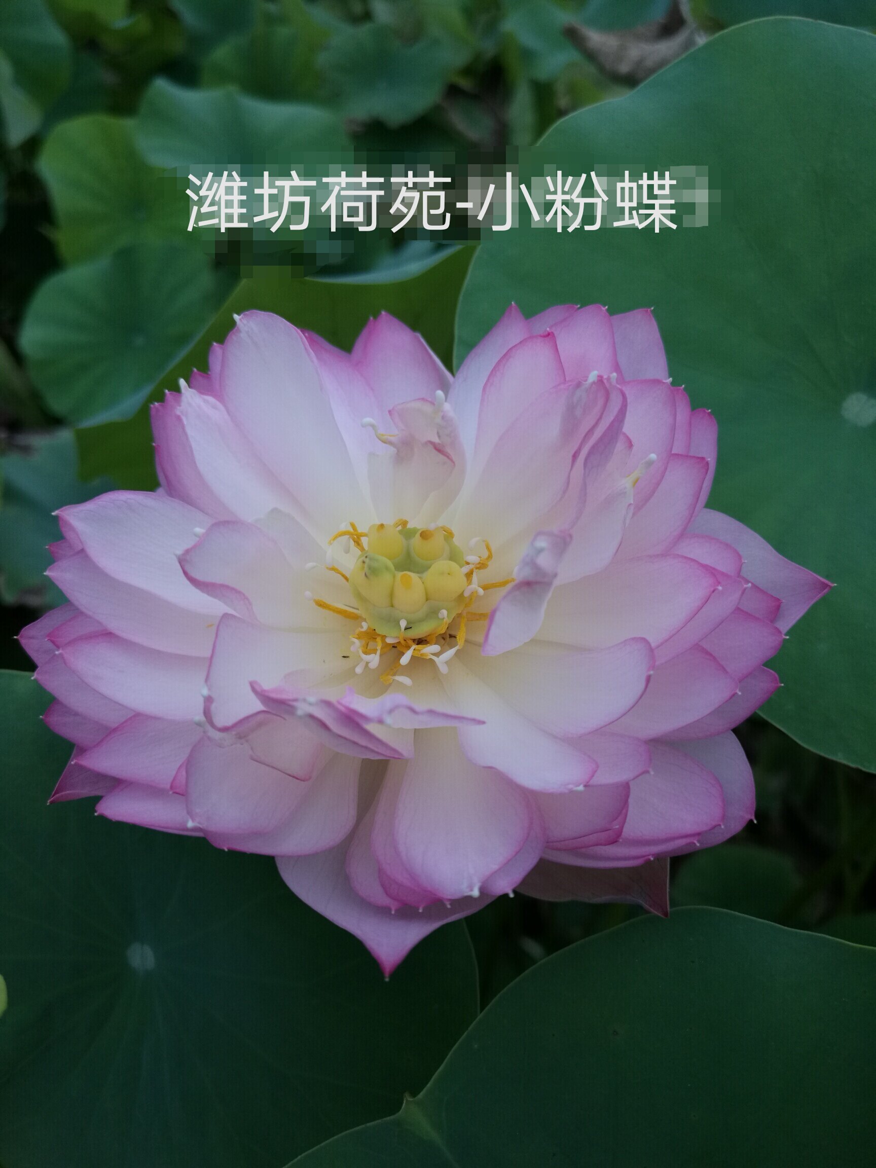 【小粉蝶】种藕潍坊荷苑小型碗莲品种盆栽荷花水生花卉水景绿化
