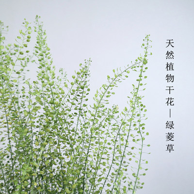 干花真花绿菱草永生花