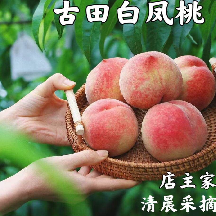 古田正宗白凤桃新鲜水果现摘现发当季孕妇应季脆甜水蜜桃