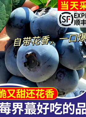 云南抚仙湖高原花香L25蓝莓梅大果脆甜孕妇宝宝当季新鲜应季水果