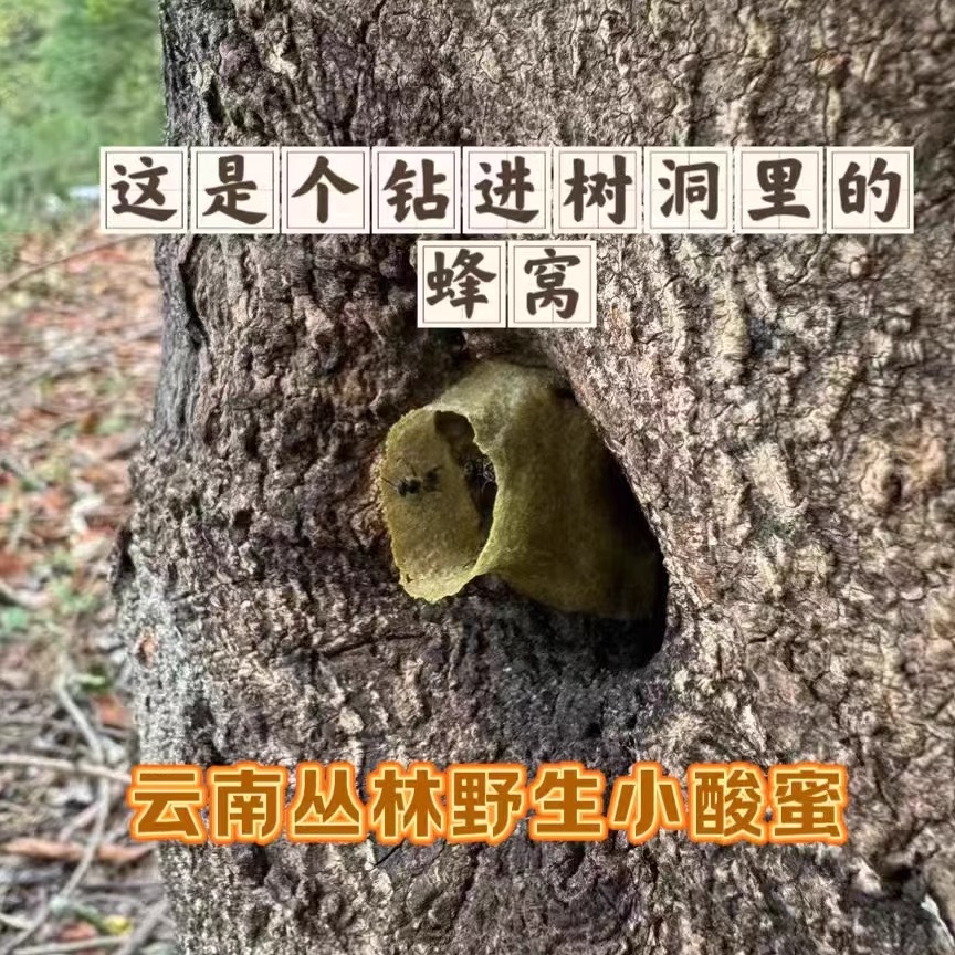 稀缺!云南热带雨林野生药蜜酸甜