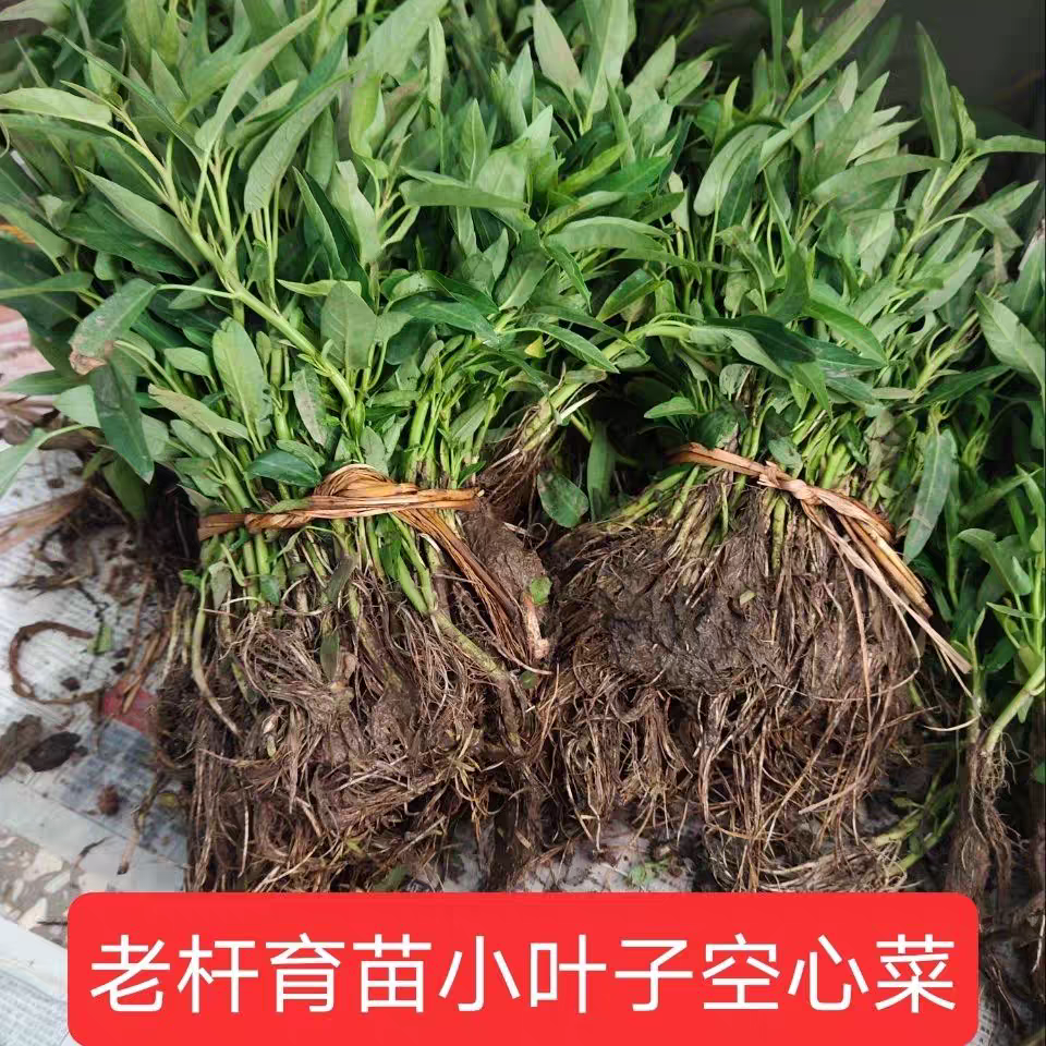 藤藤菜苗空心菜秧苗藤蔓四川蕹菜爬藤植物中叶空心菜苗老杆育苗