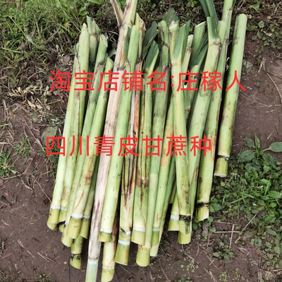 四川青皮甘蔗种甘蔗尖甘蔗尾巴薄皮甘蔗种子老品种