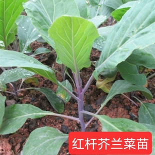 芥兰菜苗红芥蓝菜紫芥兰苗子秧苗菜苔多次采摘耐寒蔬菜苗农家蔬菜
