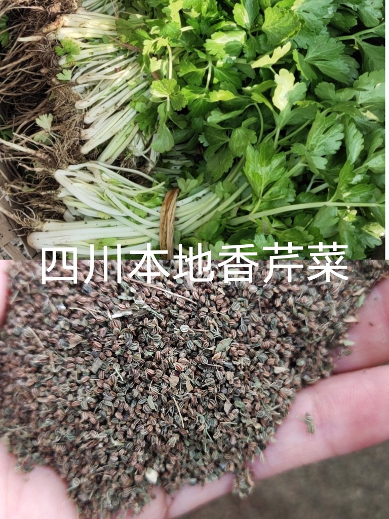 小香芹种子四川本地芹菜种籽白杆芹菜种西芹苗四季栽种青杆芹菜苗