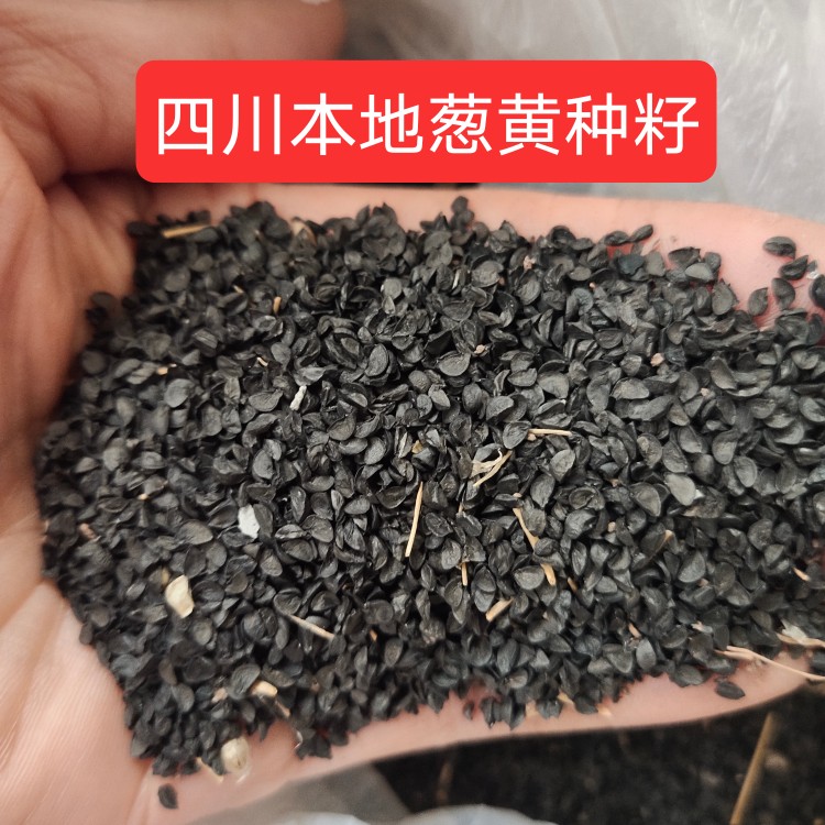 大葱种子四川本地葱黄种籽大葱苗秧苗种苗葱黄农家自留老品种大葱