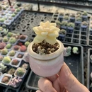 美杏锦精品小绿植摆件稀有拇指盆迷你盆栽带盆多肉植物盆栽小老桩