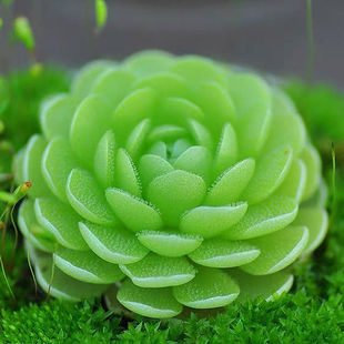 爱丝捕虫堇小虫草堂食虫迷你植物小盆栽捕蝇草多肉稀有名贵花卉