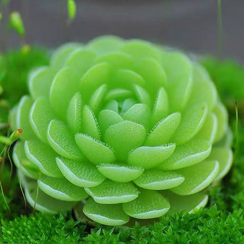 爱丝捕虫堇小虫草堂食虫迷你植物小盆栽捕蝇草多肉稀有名贵花卉