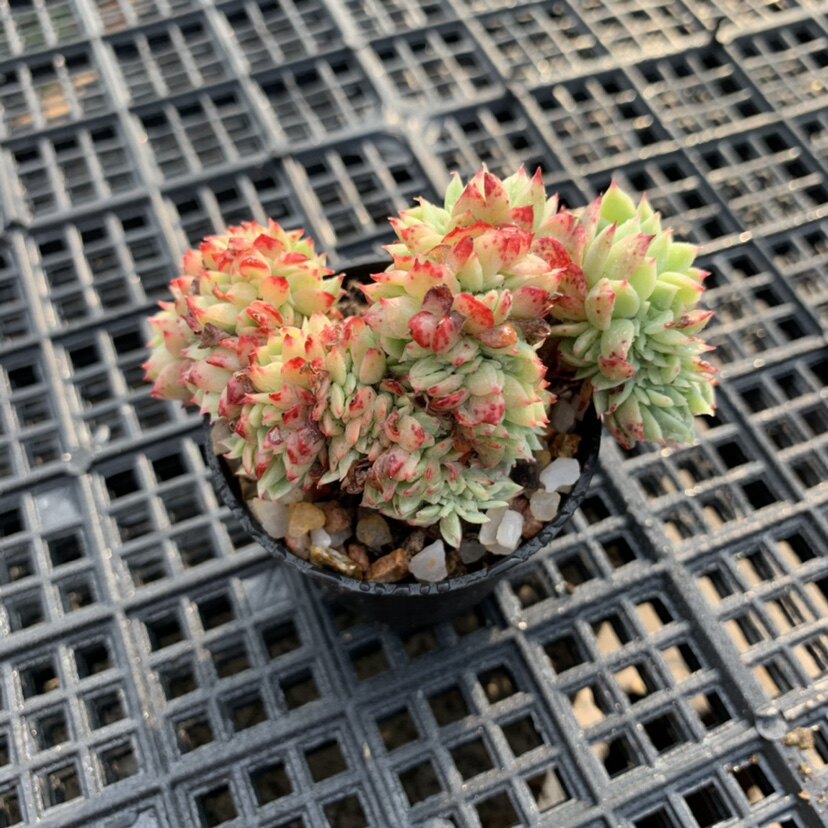 韩货贵货精品精控养新手好养状态肉肉三色锦龙头朵朵缀化多肉植物