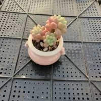 Thumb Succulent Premium, rare and precious, mini potted plant with succulent plant, small old stem green plant thumbnail 3