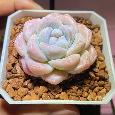 韩版冰玉手指奶酪多肉植物肉控养精品名贵迷你盆栽多肉小盆栽