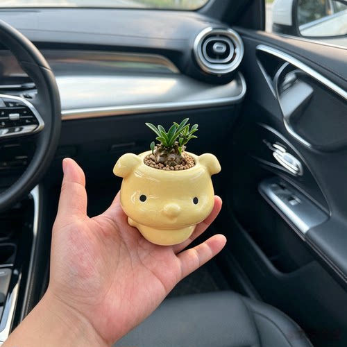 多肉植物小盆栽带盆多肉植物迷你小盆栽