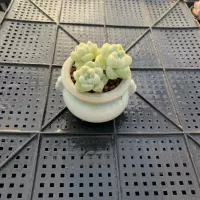 Thumb Succulent Premium, rare and precious, mini potted plant with succulent plant, small old stem green plant thumbnail 5