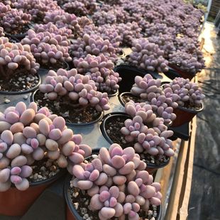 多肉植物丸叶桃蛋群生老桩懒人新手好养花卉绿植盆栽奶酪水光针