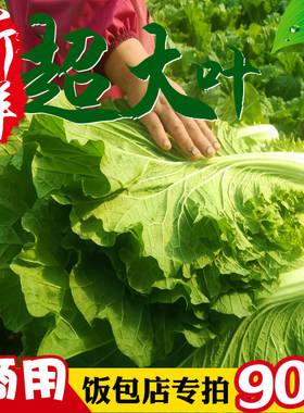 白菜叶饭包东北饭包店商用白菜叶