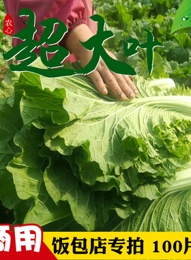 白菜叶饭包东北饭包店菜叶商用打饭包的白菜叶新鲜大白菜叶子包邮