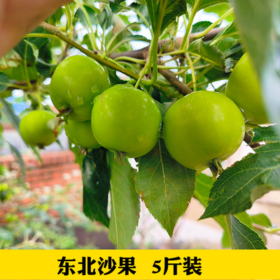 沙果吉林松原东北沙果海棠果