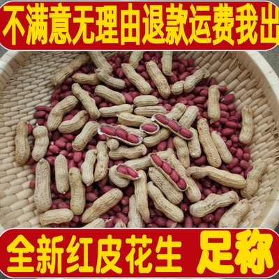 2025年新货红皮花生米晒干带壳四粒红农家自种子原味炒熟红衣花生