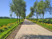 厂家直销新款 直播间背景大学校园风景背景简约绿色树林外景3d立体