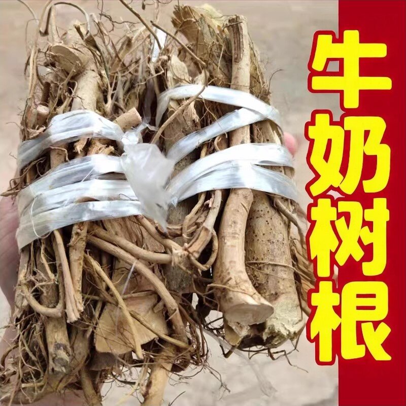 客家广东野生养生汤料白花牛奶树根 散装牛乳树根老火靓客家汤料