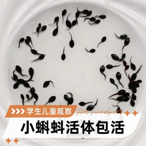 水族宠物小蝌蚪饲料青蛙