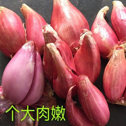 小香葱红葱头苗籽阳台客厅庭院四季盆栽蔬菜农家室外趣味种植根苗