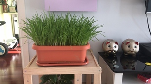 南宫特产黄韭盆景韭菜盆栽苗韭菜根阳台客厅庭院无公害有机蔬菜