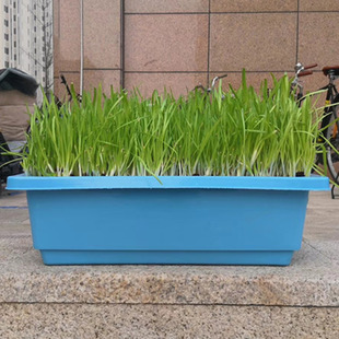 南宫特产黄韭盆景韭菜盆栽苗韭菜根阳台室内庭院无公害蔬菜礼品