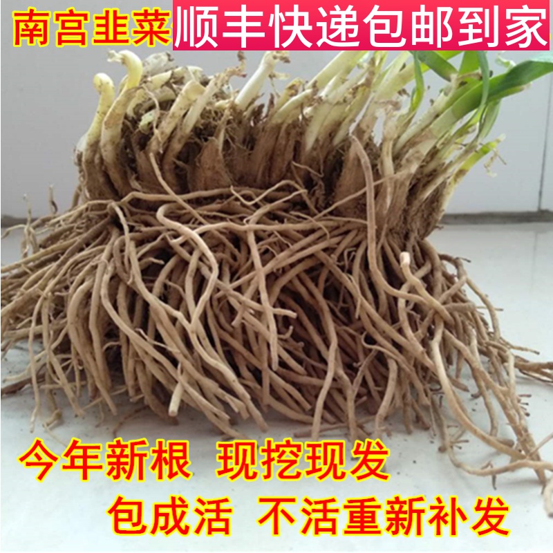 盆栽韭菜绿植好养不费事