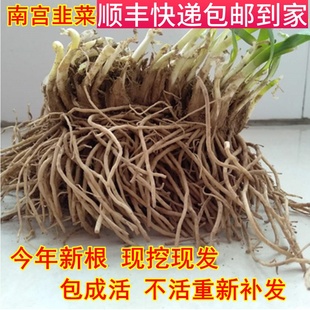 南宫特产黄韭盆景盆栽韭菜根苗紫根窄叶宽叶传统品种根苗营养蔬菜