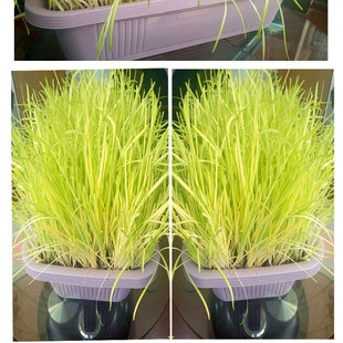 新韭菜根盆栽韭菜苗黄韭盆景阳台客厅室内韭菜无公害健康蔬菜盆栽