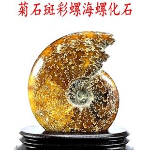 天然海螺化石马达加斯加玉化斑彩螺化石海螺菊石原石装饰标本摆件