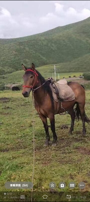 河曲马   活体  骟