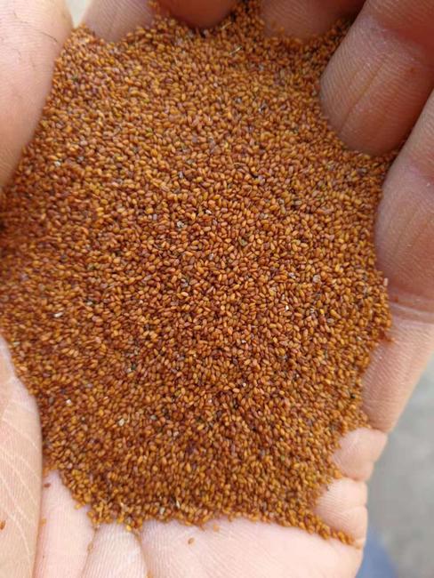 葶苈子500g克 包邮中药材葶苈子正品亭力子葶苈籽干净新货