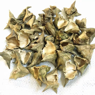 蔡卷卷纯野生四角菱角壳采摘菱角壳干货菱角皮新鲜菱角米菱角壳