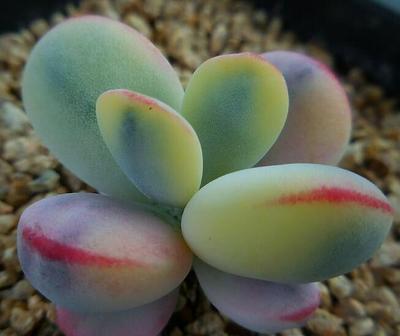 锦化超萌韩国进口正版新品多肉