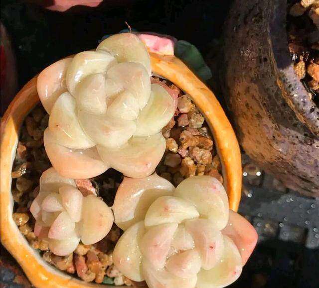 「冰心公主」多肉叶片叶插贵货稀有韩国杂交进口基因控养正版叶