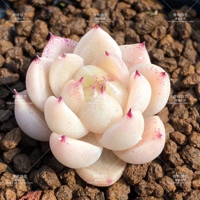 「白泽」多肉贵货叶片基因孤品